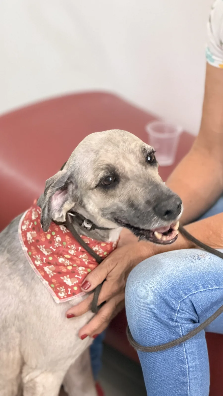 Pet com bandana de brinde