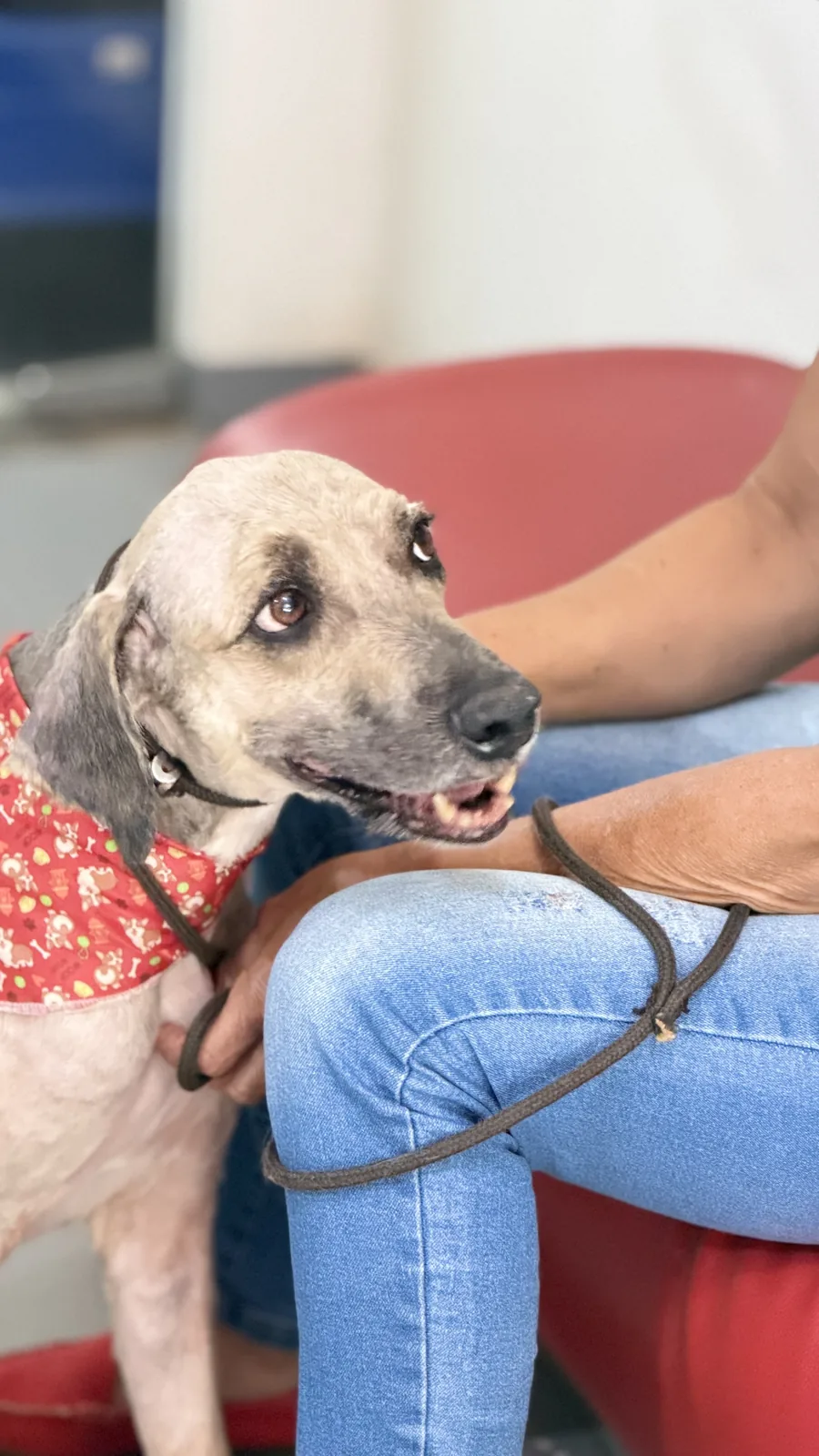 Pet sorridente com bandana