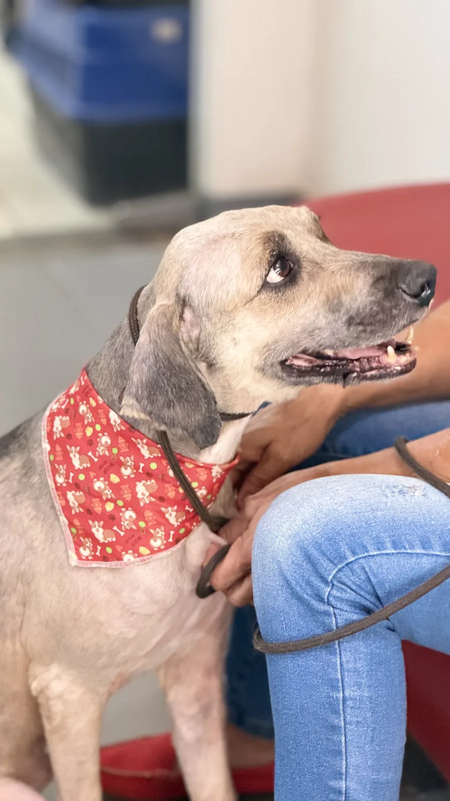 Pet com bandana confortável no colo do tutor após atendimento