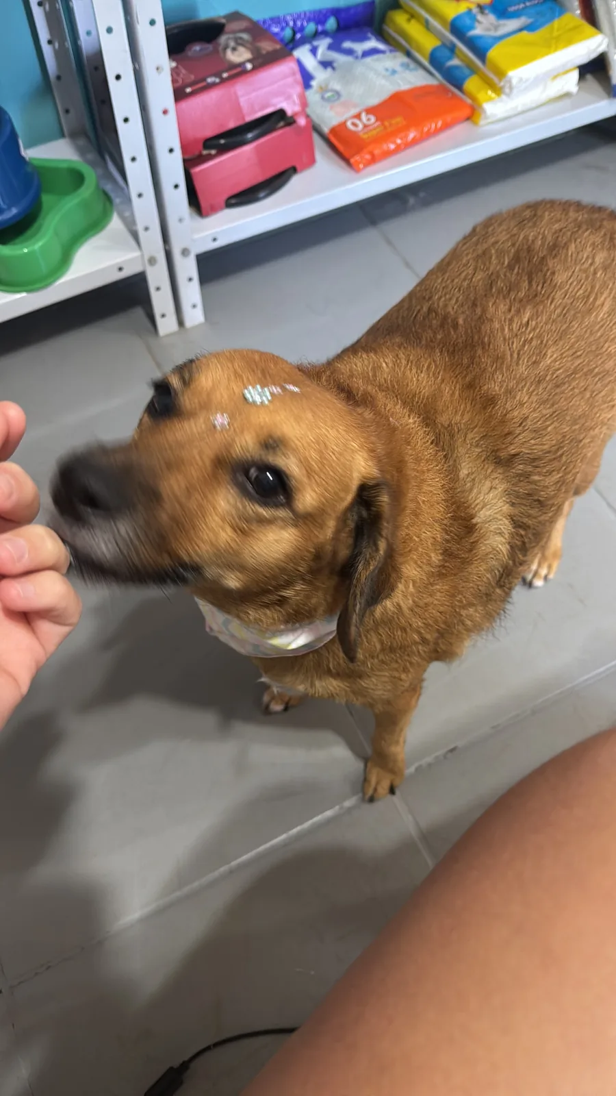 Pet de pequeno porte atendido