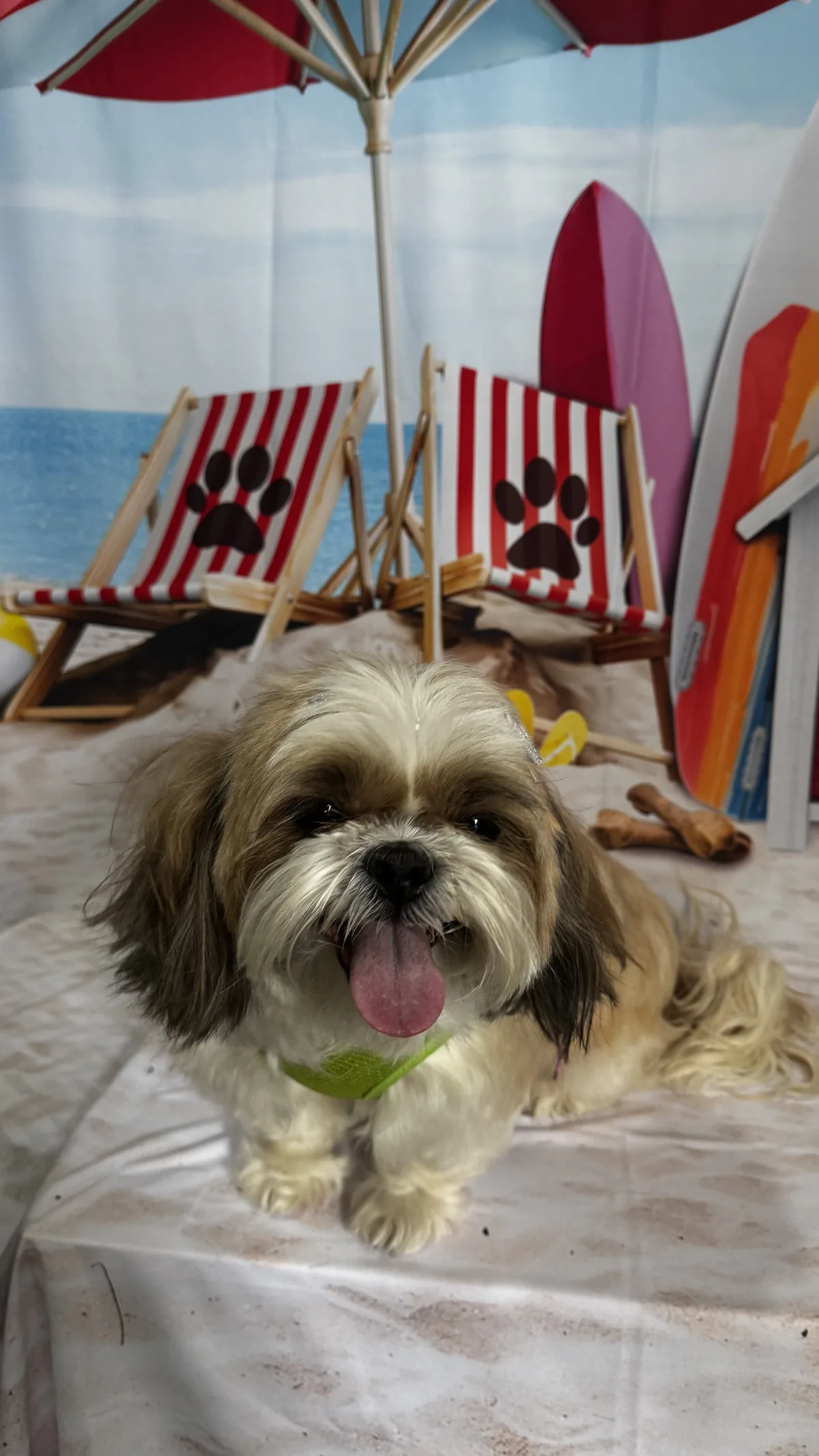 Shih-tzu pós-banho com pelagem limpa e brilhante