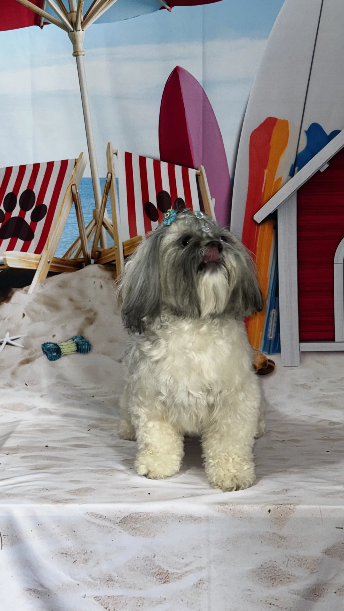 Pet passando por sessão de Day Spa com cromoterapia