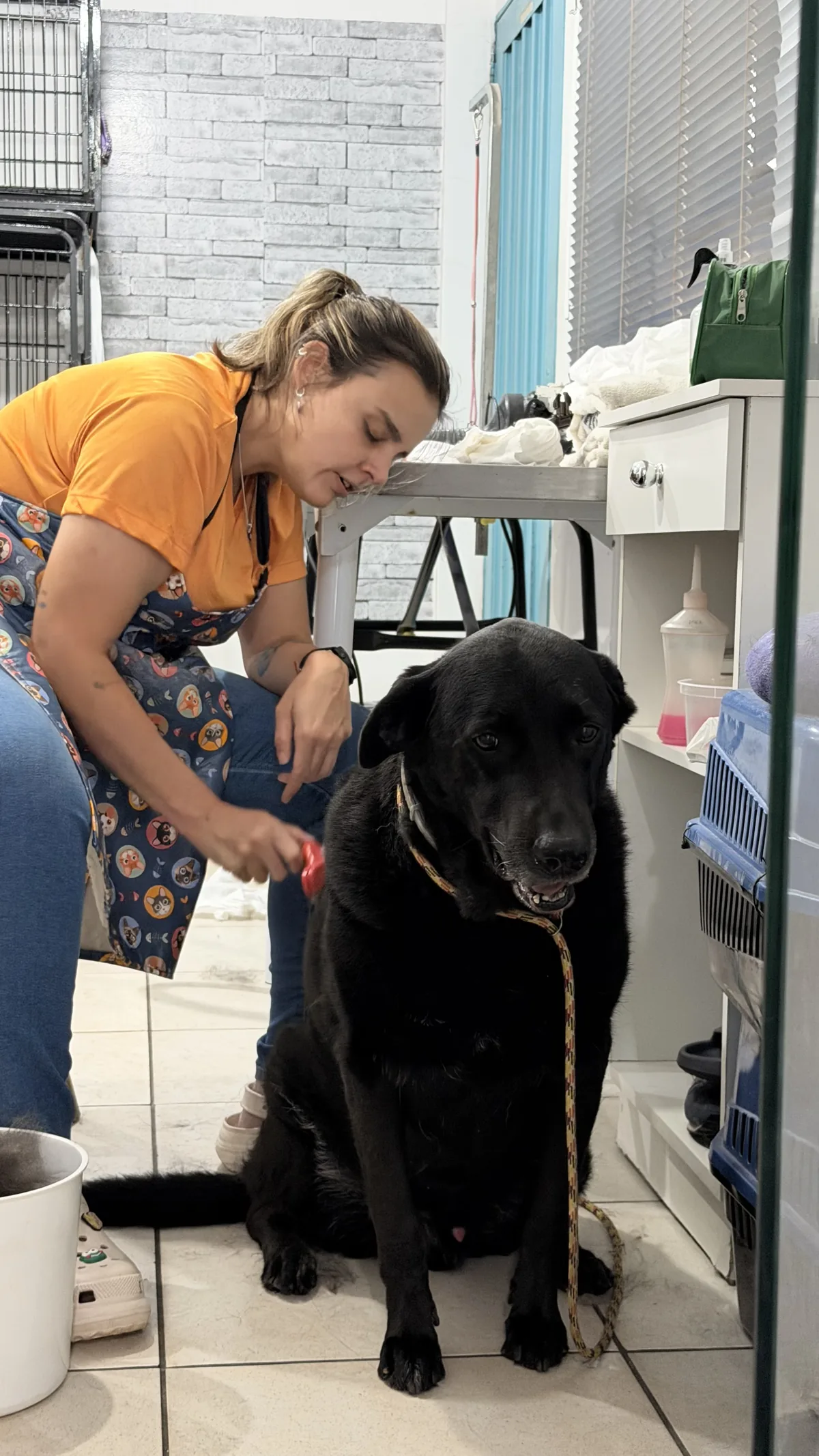 Profissional fazendo escovação cuidadosa em cão Labrador