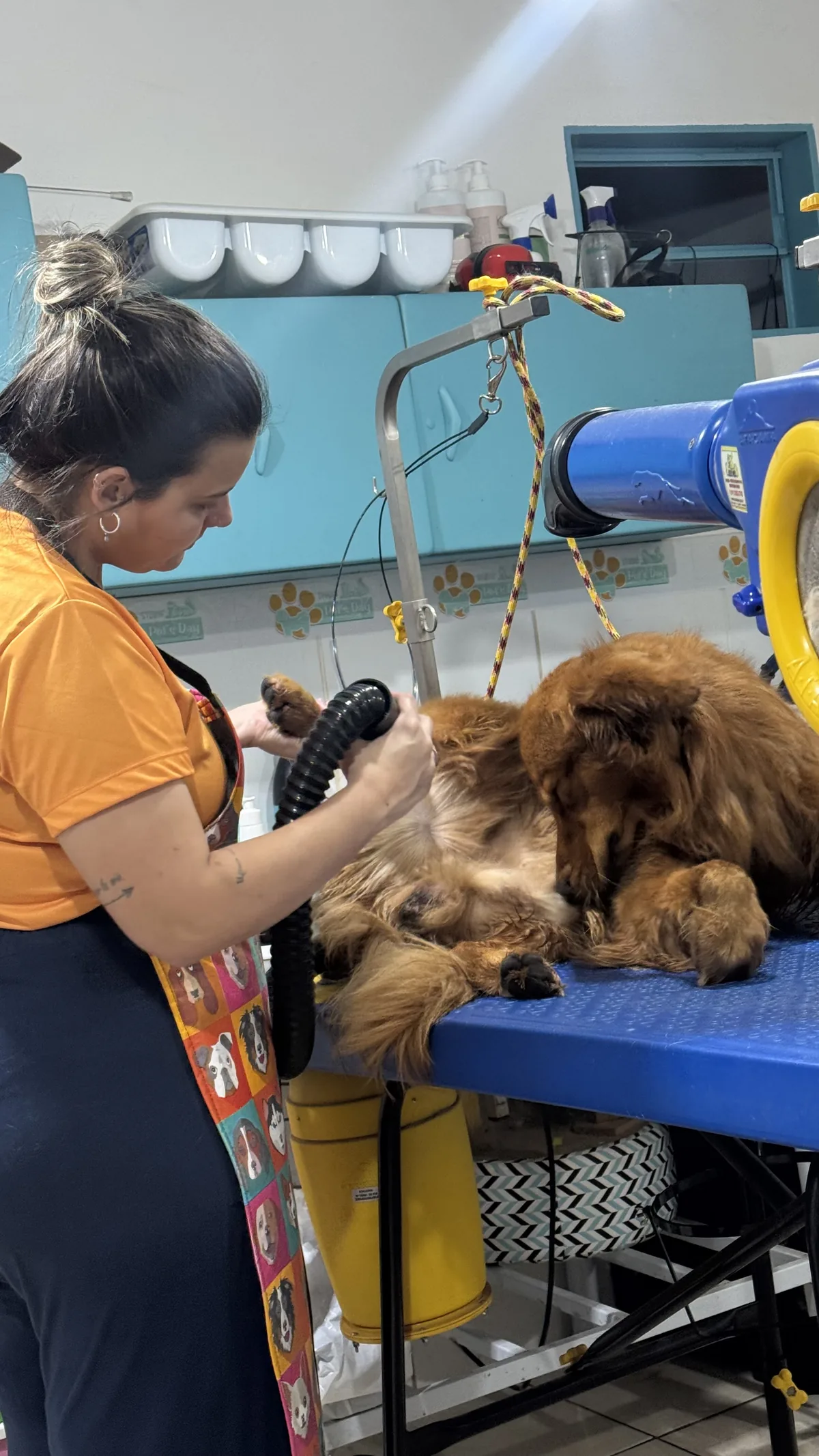 Secagem profissional com soprador em pet de grande porte